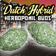 Dutch Haze Hydroponic Legal Bud 